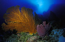 Giant sea fan (Gorgonacea sp.) and Elephant ear sponge (Acanthella sp.), Flinders Reef, Australia