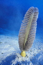A sea pen (Pennatula sp.) on sandy seabed in the coral sea, Flinders Reef, Australia
