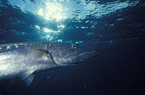 A large barracuda (Sphyraena sp) under the surface, Flinders Reef, Australia