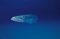 A large barracuda (Sphyraena sp), Flinders Reef, Australia