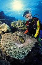 Diver looking at Acropora coral (Acropora sp.) Great Barrier Reef, Australia.