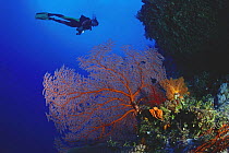 Diver and gorgonian seafan, great barrier reef Australia.