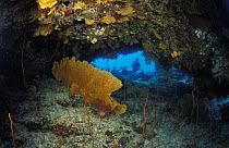 A cave full of sea fans and sea whips (Gorgonaceae sp.), Flinders Reef, Australia