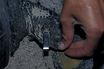 Metal tag on fin of female Green turtle (Chelonia mydas), Heron Island, Australia