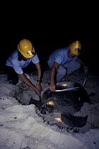 Two conservation workers measuring and tagging a female Green turtle (Chelonia mydas) that has come ashore to lay its eggs, Heron Island, Australia