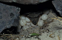 Green turtle (Chelonia mydas) laying eggs, Heron Island, Australia