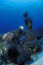 Diver watching a Giant clam (Tridacna gigas), Flinders Reef, Australia