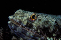 Lizardfish (Synodontidae sp.), Flinders Reef, Australia
