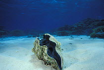 A smooth giant clam (Tridacna sp.) on sandy sea bed, Finders Reef, Australia