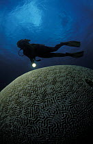 A diver swimming over a massive brain coral (Faviidae), Great Barrier Reef, Australia Model released.