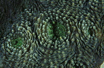 A close-up of a part of hard coral, the green comes from the symbiotic zooxanthellae algae, Great Barrier Reef, Australia