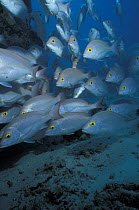 Shoal of snappers (Lutjanidae sp.), Heron Island, Great Barrier Reef, Australia