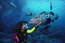 Diver and potato grouper (Epinephelus tukula), Cod Hole dive site, Great Barrier Reef, Australia.