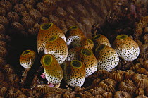 Colony of Didemnum molle (Didemnidae), on hard coral, Malaysia.