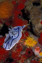 A nudibranch / sea slug (Chromodoris vibrata) on the coral reef of Sipadan, Borneo