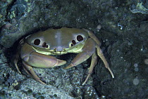 Reef crab / seven-eleven / dark finger coral crab (Carpilius macultatus), Sipadan, Borneo, Malaysia.