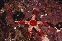 A Starfish on the Coral in the world class diving resort of Sipadan, Borneo, Malaysia.