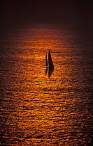 82ft ketch "Fisher and Paykel" sailing at sunset. ^^^ Skippered by Grant Dalton in the 1989-90 Whitbread Round the World Race, the ketch finished 2nd overall.