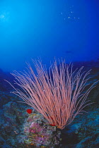 Red whip coral (Junceella sp), Malaysia.