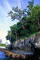 Erosion of limestone rock, Balambangan island, Sabah, Borneo, Malaysia.