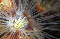 Tube anemone, unidentified species, north Sabah, Borneo, Malaysia.