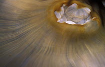 Detail of a coral anemone (Corallimorpharia), Kudat, Sabah, Borneo