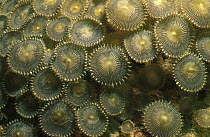 Colony of Zoantharians, a type of sea anemone, Philippines.