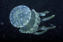Spotted / Papua jellyfish (Mastigias papua), Borneo.