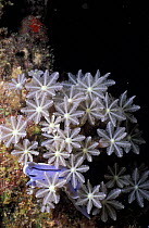 Nudibrach (Chromodoris sp) with flower soft coral (Clavularia sp), Sabah, Borneo.