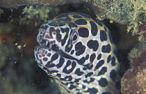 Black-spotted / Honeycomb moray eel (Gymnothorax tessellata), Sabah, Borneo.