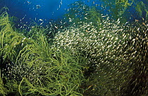 Black coral (Anthipates sp) filled with glassfish (Ambassis sp), Balambangan Island, Borneo.
