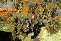 Honeycomb / Zigzag oyster (Hyotissa hyotis) on Ka-Hing wreck, north Sabah, Borneo, Malaysia.