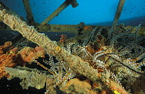 Wreck, now an artificial reef, with sponges, oysters and sea fans. Kudat, Borneo.