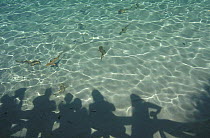 Baby blacktip sharks (Carcharhinus limbatus) being watched / fed from sundeck on Lankayan Island, Borneo.