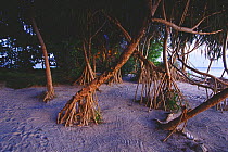 Prop roots of screw pines (pandannus sp) Lankayan island, Sabah, Borneo, Malaysia.