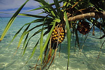 Fruit of screw pine (pandanus sp) hanging over the water, Lankyan Island, Sabah, Borneo.