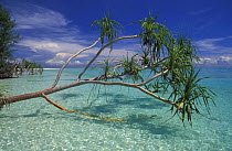 Screw pine (pandannus sp) hanging over the water on the beach, Lankayan island, Sabah, Borneo.