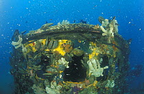 Chinese wooden fishing vessel wreck with different types of sponges and molluscs, Lankayan, Borneo.