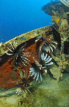 Red lionfish (Pterois volitans) on Chinese wooden fishing vessel sunk outside Lankayan, Borneo.
