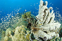 Lionfish (Pterois volitans) surrounded by glassfish (Ambasis sp), Lankayan, Borneo.