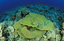 Reef with hard corals. In the foreground a Montipora sp, Lankanyan islands, Sabah, Borneo, Malaysia.
