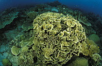 Reef with dominance of hard corals. In the foreground a Montipora sp, Lankanyan islands, Sabah, Boreno, Malaysia.