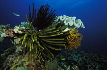 Tropical reef with feather stars and soft corals, Lankayan Island, Borneo.