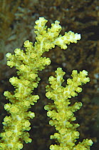 Polyps of hard coral (Acropora sp), Sabah, Borneo.