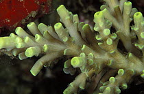 Polyps of a hard coral (acropora sp). Lankayan island, Borneo, Malaysia.