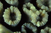 Polyps of a hard coral, Lankayan, Borneo.