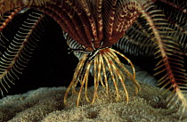 Elegant Squat lobster / Crinoid Squat Lobster(Allogalathea elegans) in symbiotic relationship with crinoid feather star, Sulawesi, Indonesia.