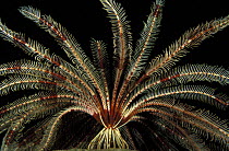 Crinoid feather star (Stephanometra sp), Sulawesi, Indonesia.