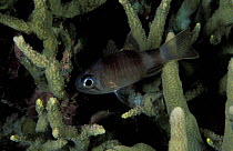 Bigeye cardinalfish (Apogon bandanensis) sheltering in branches of a hard coral, Sulawesi, Indonesia.