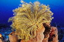 Crinoid feather stars on top of a sponge, Walea, Toigan Islands, Indonesia.